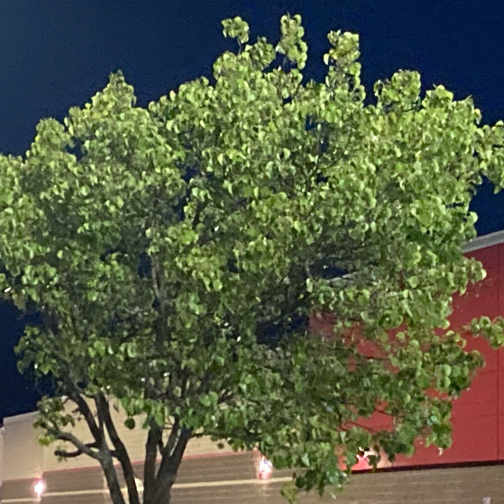 Meet your Posher, Kiki